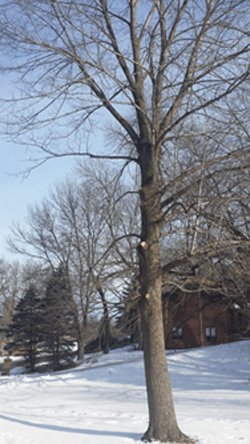 Basswood pruned along a road edge