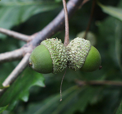 Swamp White Oak acorns