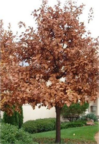 Swamp White Oak winter