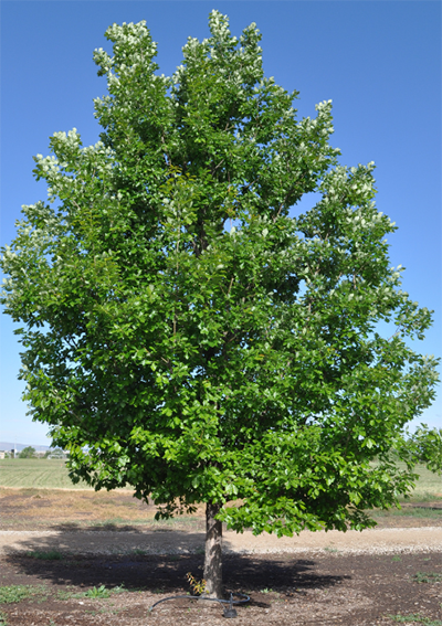 Heritage oak