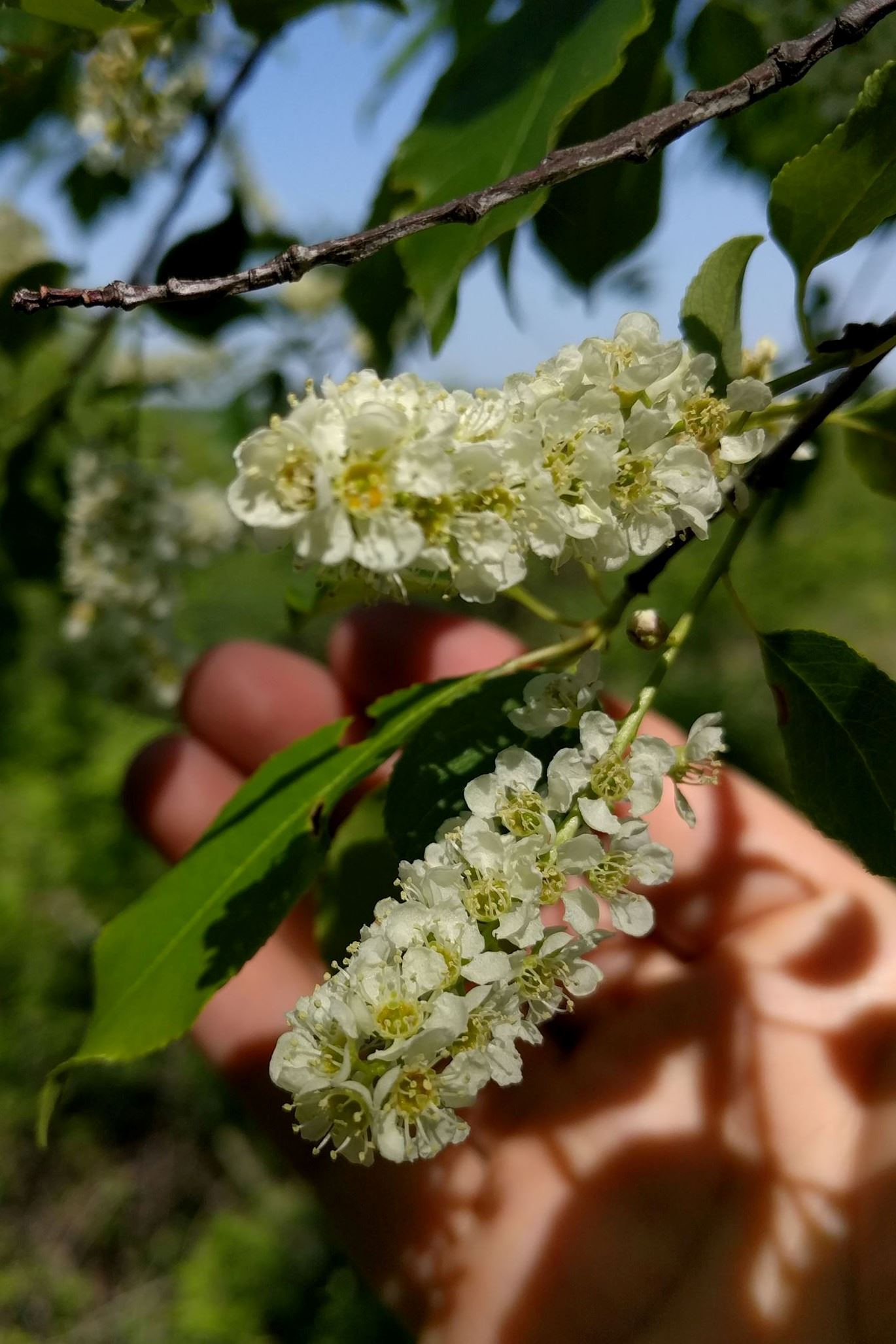 BlackCherryFlowers_UMN-UFOR