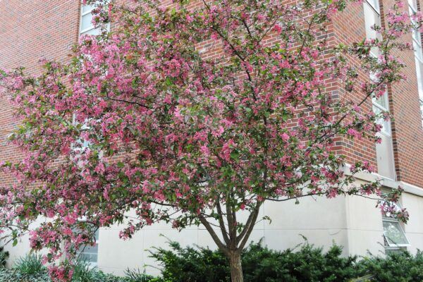 PurplePrinceCrab_PurdueArboretum (1)